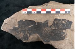 Foto (Detailansicht) von Ficus sagoriana Ettingshausen (NHMW-GEO-2024-0188-7980)